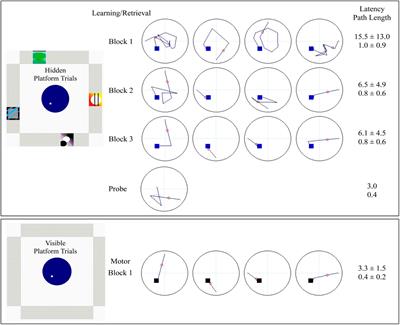 Adolescent Hippocampal and Prefrontal Brain Activation During Performance of the Virtual Morris Water Task